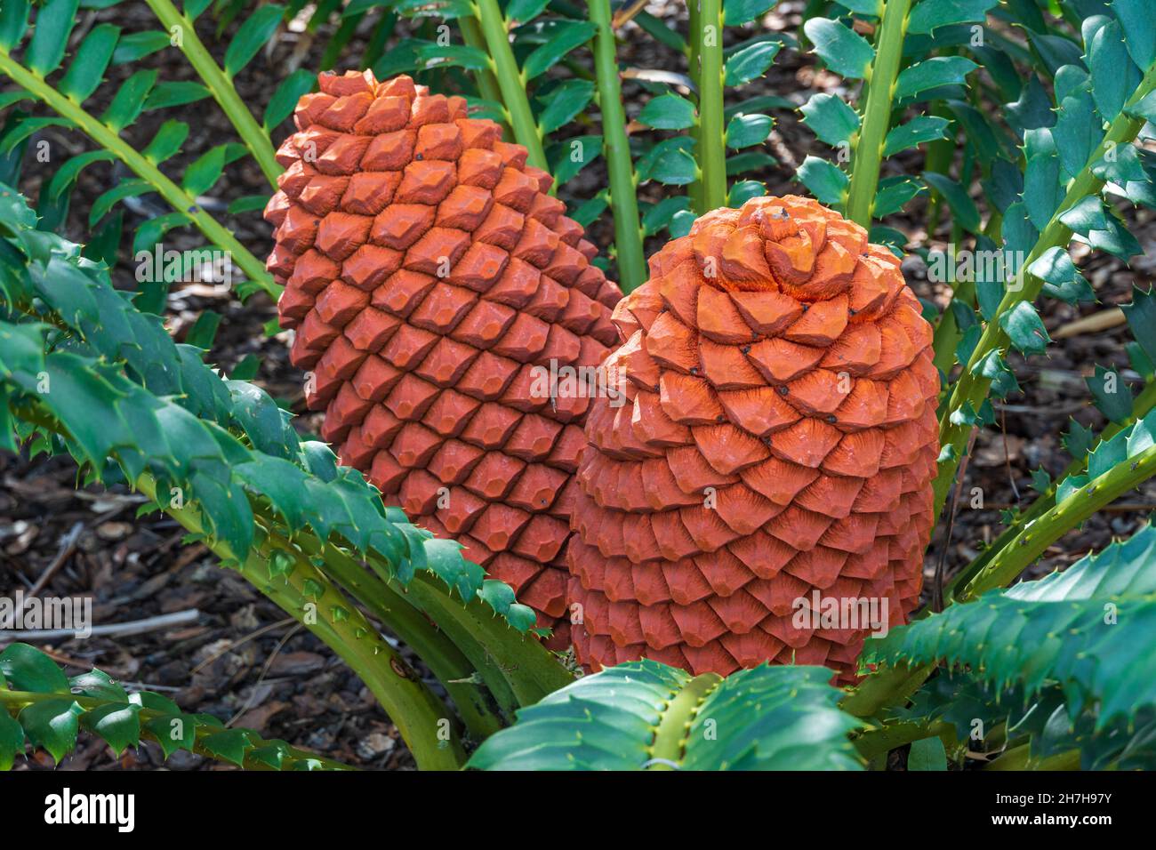 Closeup of cycad cones of species Encephalartos ferox, native to southeastern Africa - Florida, USA Stock Photo