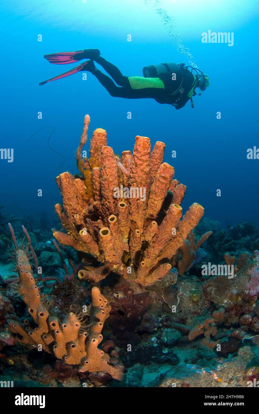 FRENCH WEST INDIES. MARTINIQUE ISLAND. DEEP SEA. TUBULARS SPONGES Stock Photo