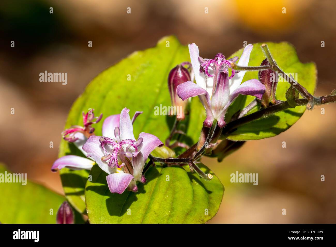 Tricyrtis hirta 'Tojen' a summer autumn fall flowering plant with a lilac purple summertime flower commonly known as Toad lily or Japanese Orchid Lily Stock Photo