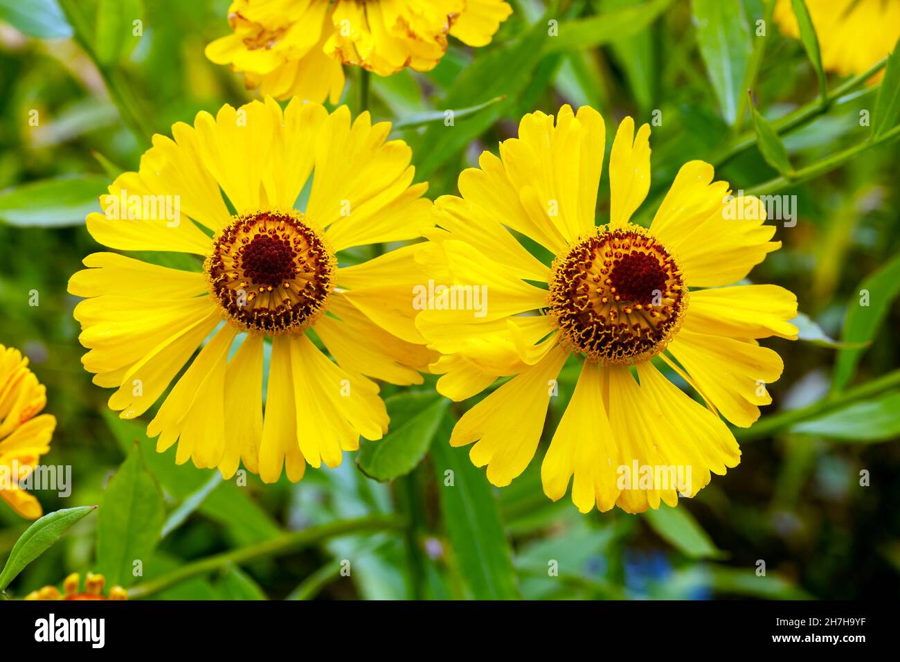 Helenium 'Blutentisch' a late summer autumn flowering plant with a yellow fall flower commonly known as sneezeweed, stock photo image Stock Photo
