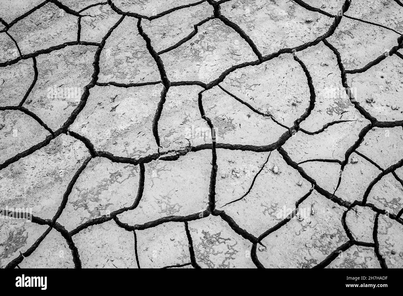 Black and white cracked earth texture background Stock Photo