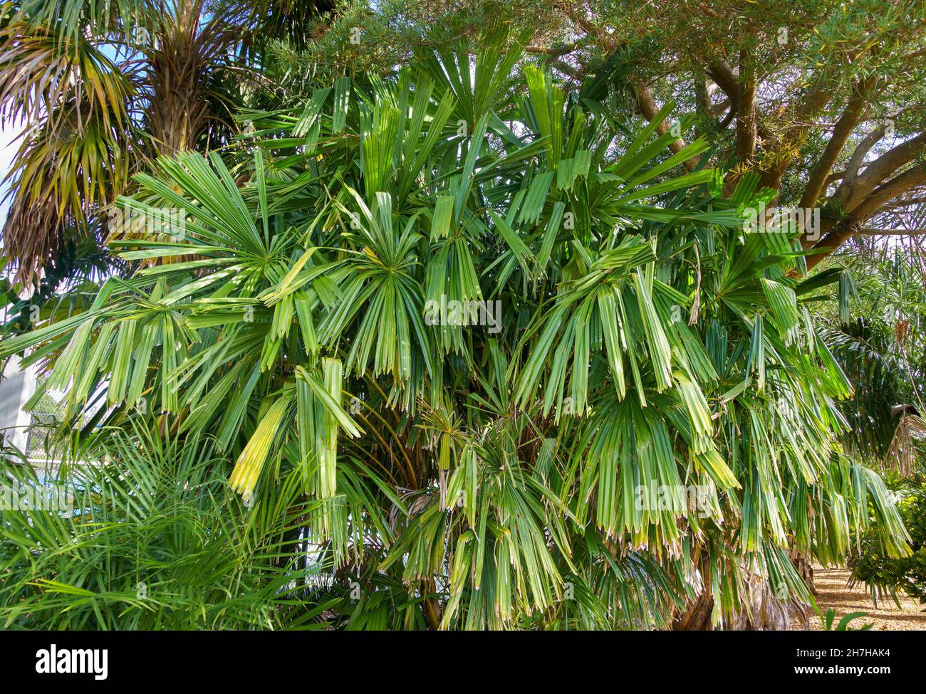 Mangrove fan palm (Licuala spinosa), native to Southeast Asia - Florida, USA Stock Photo