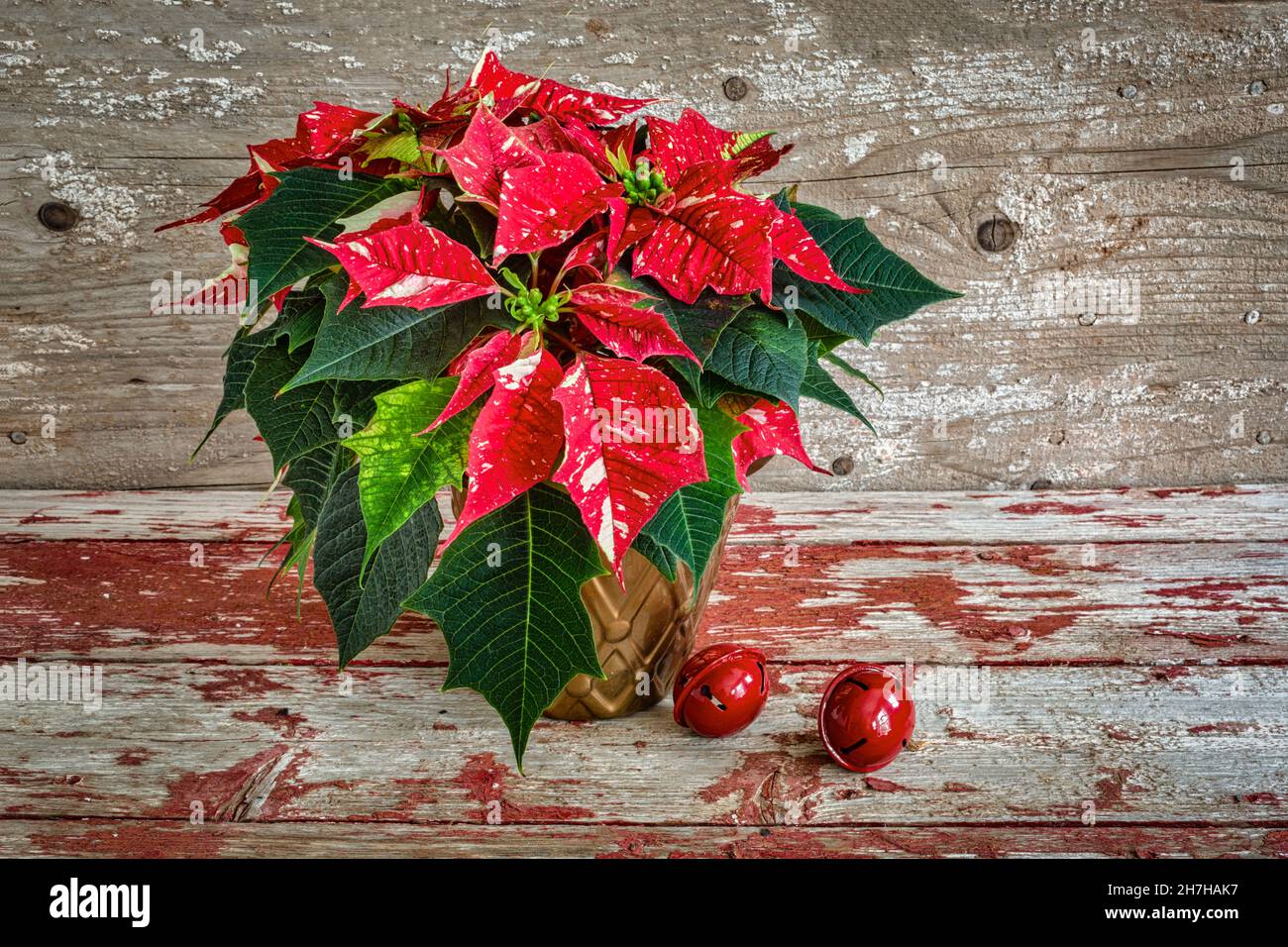 Variegated poinsettia hi-res stock photography and images - Alamy