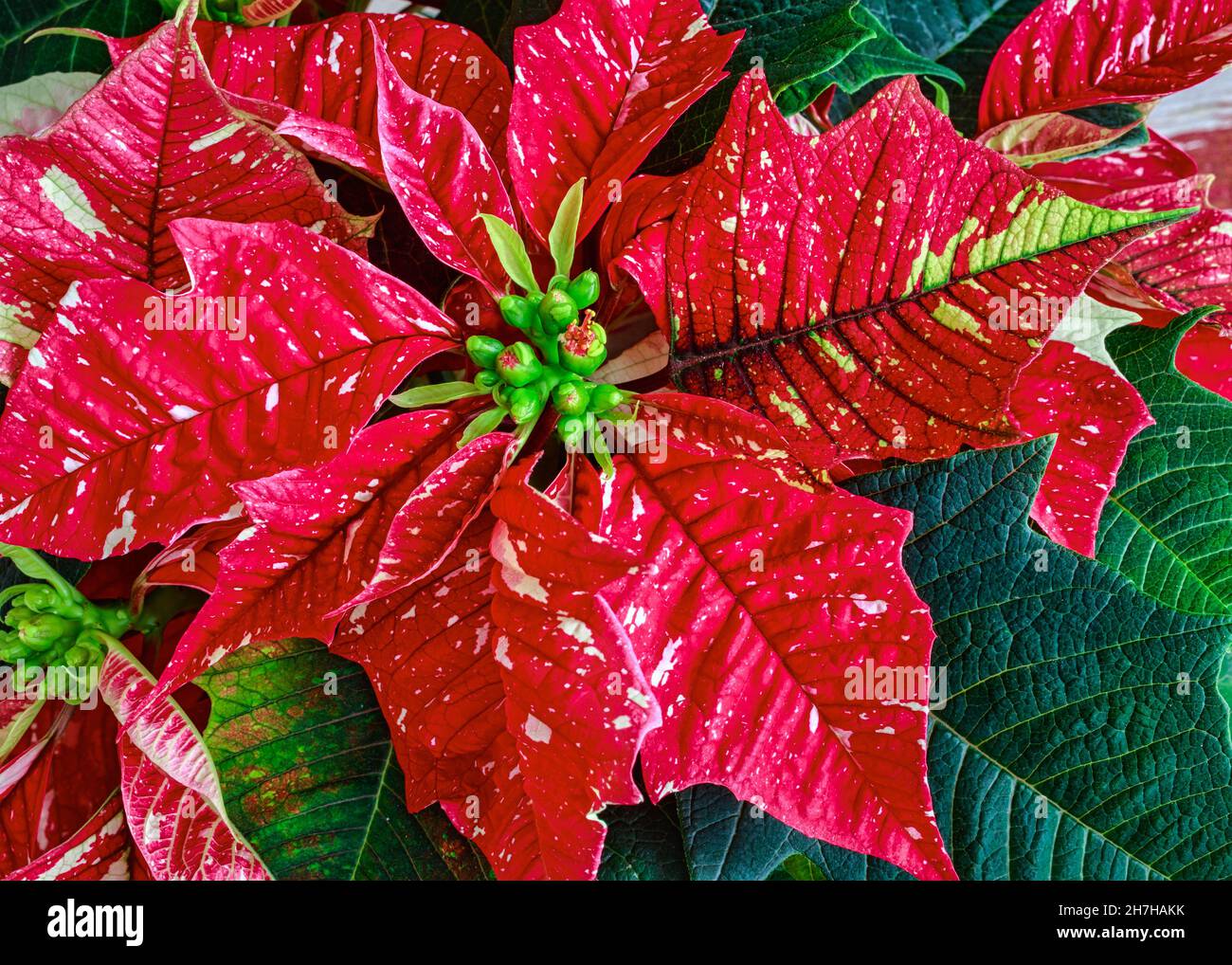 Close up of a variegated red poinsettia plant. Stock Photo