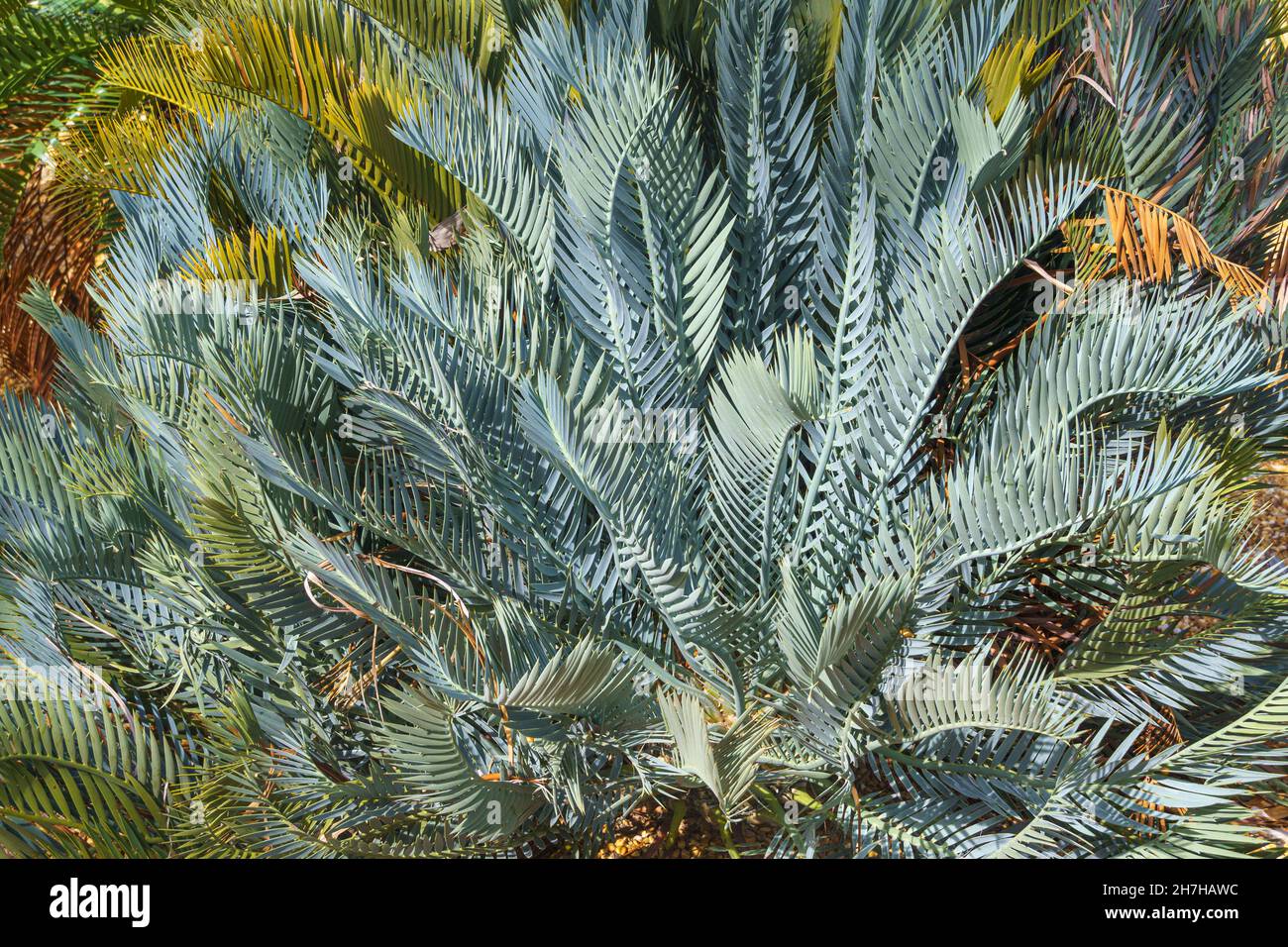 Cycad of species Encephalartos princeps, native to Eastern Cape ...