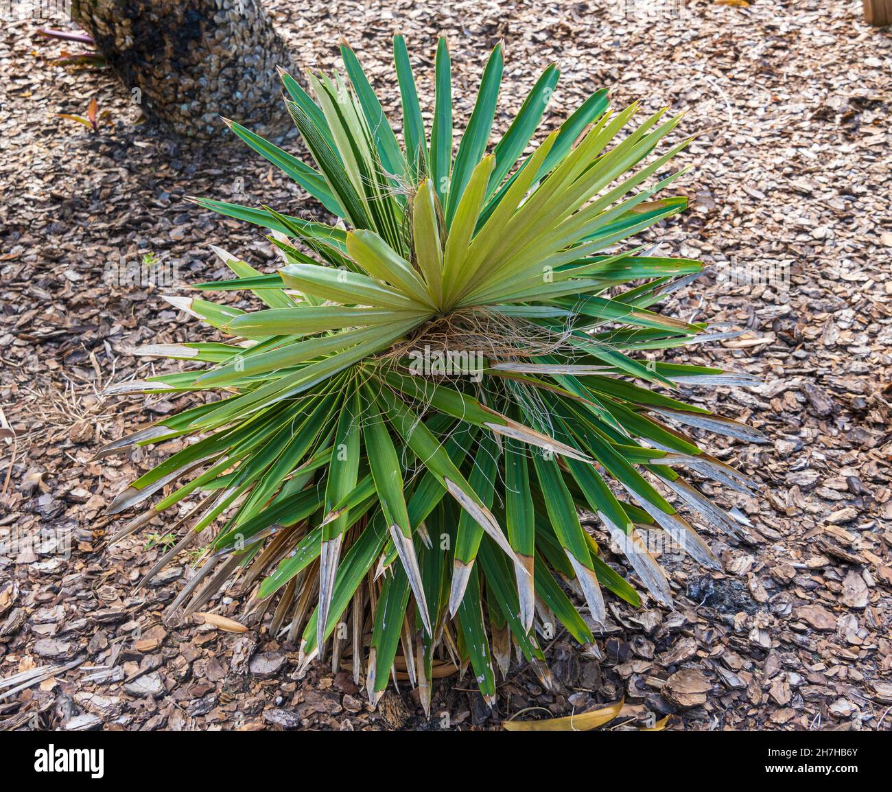 Borhidi's guano palm (Coccothrinax borhidiana), endemic to Matanzas, Cuba - Florida, USA Stock Photo