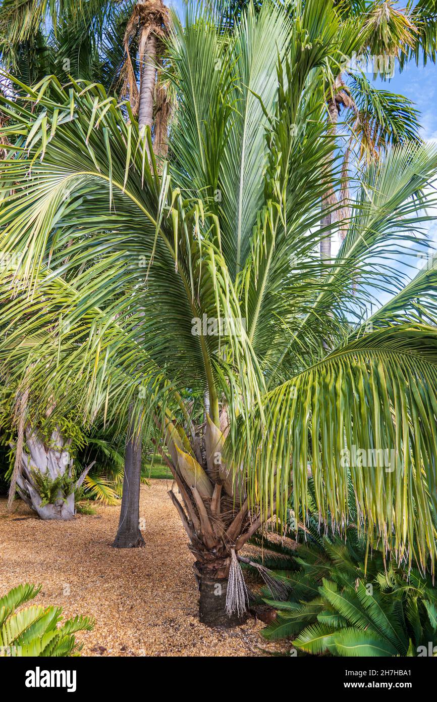 Coastal beccariophoenix palm (Beccariophoenix madagascariensis), native to Madagascar - Florida, USA Stock Photo