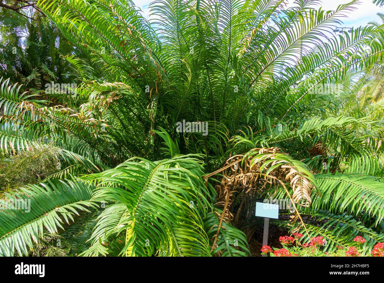 Cycad of species Encephalartos villosus, native to South Africa - Florida, USA Stock Photo