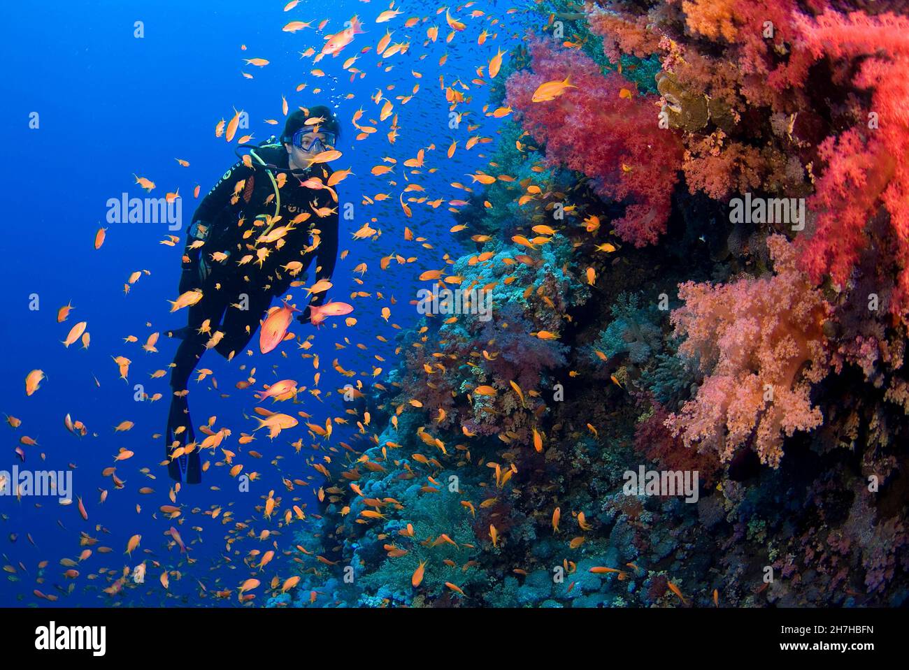 EGYPT. RED SEA. DIVER AND SOFT CORAL. Stock Photo