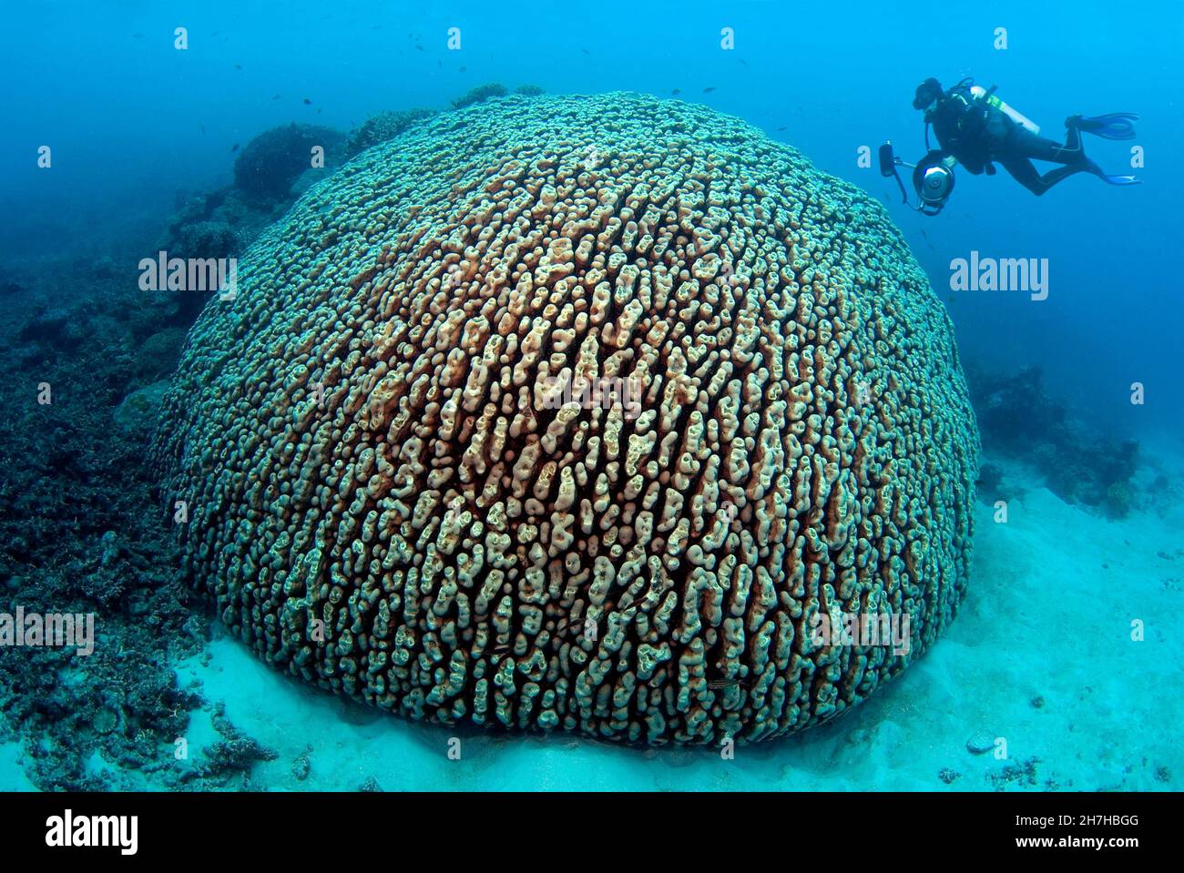 AUSTRALIA. QUEENSLAND. GREAT BARRIER REEF. DIVER AND CORAL. Stock Photo
