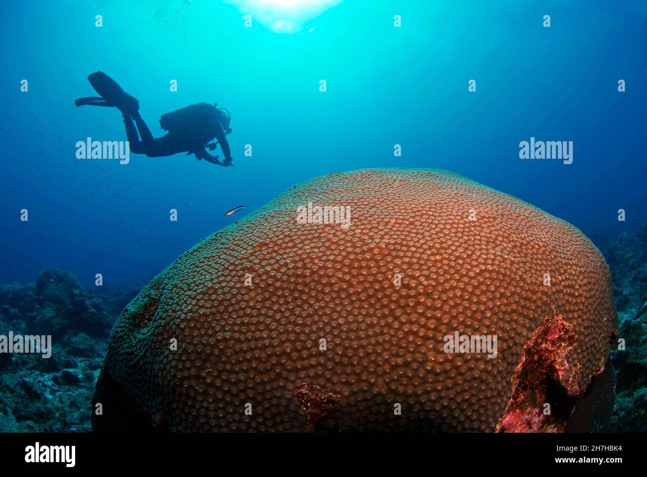 MADAGASCAR. INDIAN OCEAN. DIVER AND CORAL. Stock Photo