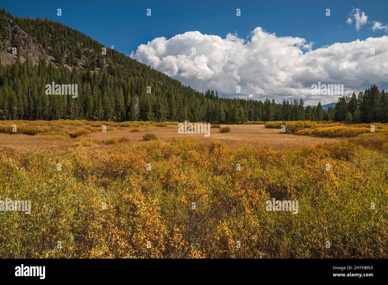 Fall color willow shrubs in wet meadow, Glade Creek valley, Grassy Lake Road, John D. Rockefeller Memorial Parkway protected area, Wyoming, USA Stock Photo