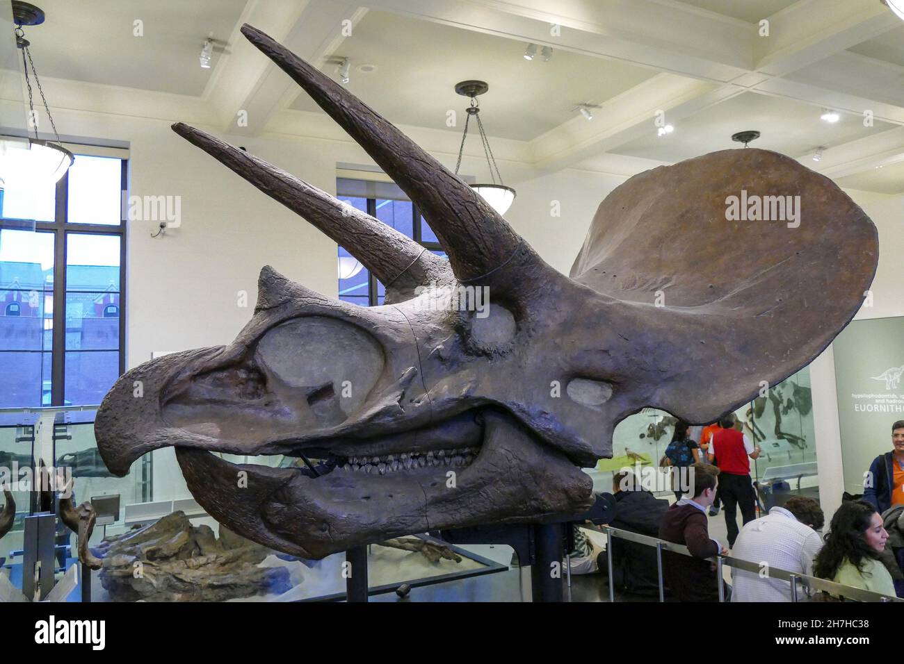 Natural History Museum - Kit Scavo Scheletro Di Triceratops Per Bambini 8+