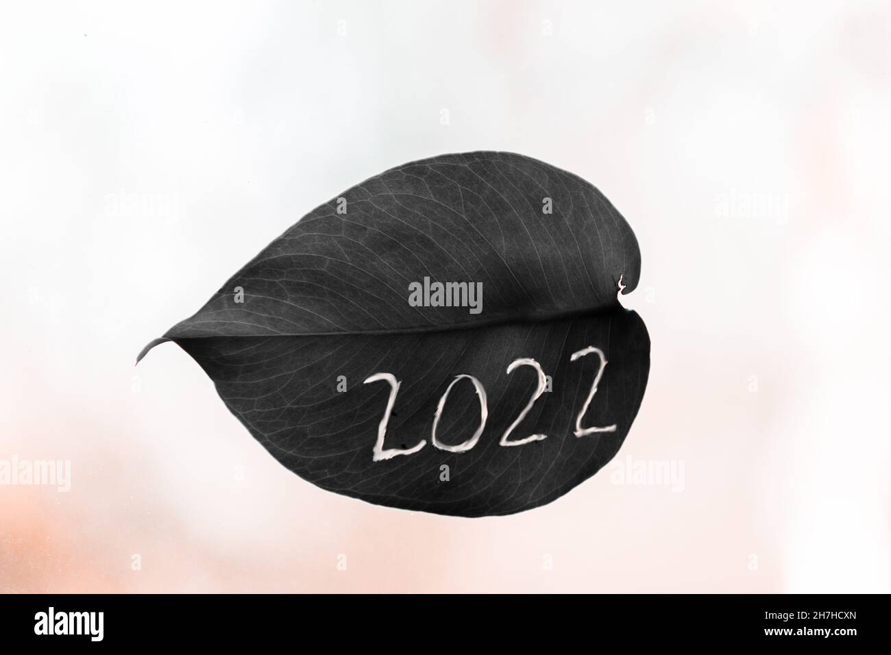Number 2022. New Year. The number 2022 is carved into a monstera leaf. Stock Photo