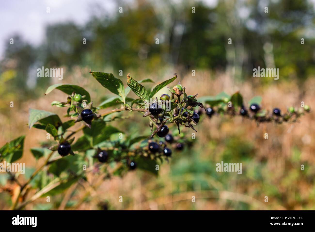 Selective focus of the growing black Belladonna fruits in the wild Stock Photo