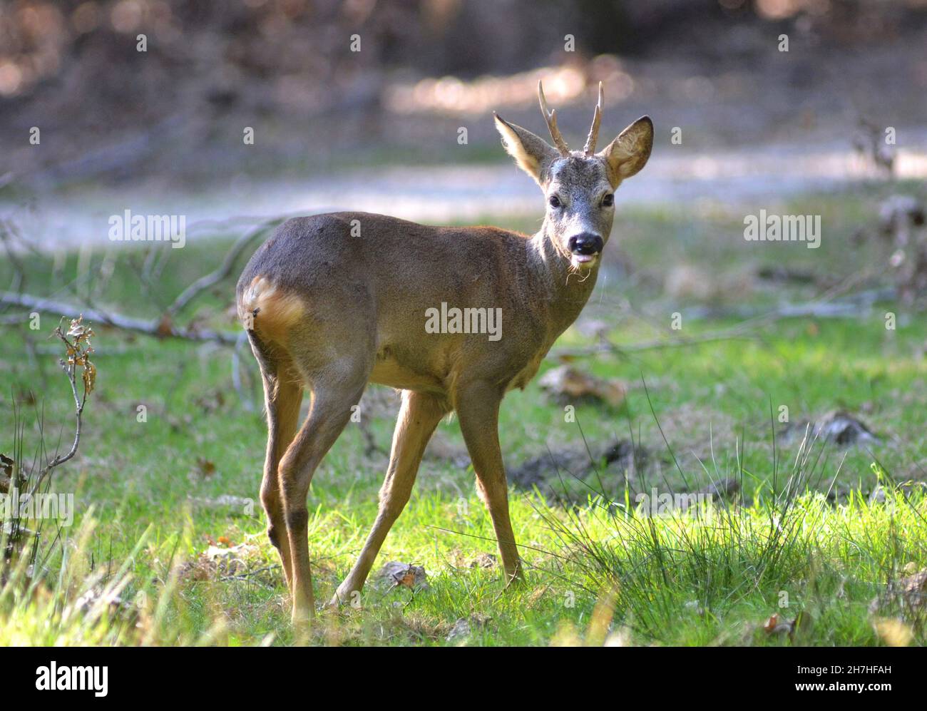 YVELINES (78). MALE ROE DEER IN THE FOREST OF RAMBOUILLET Stock Photo