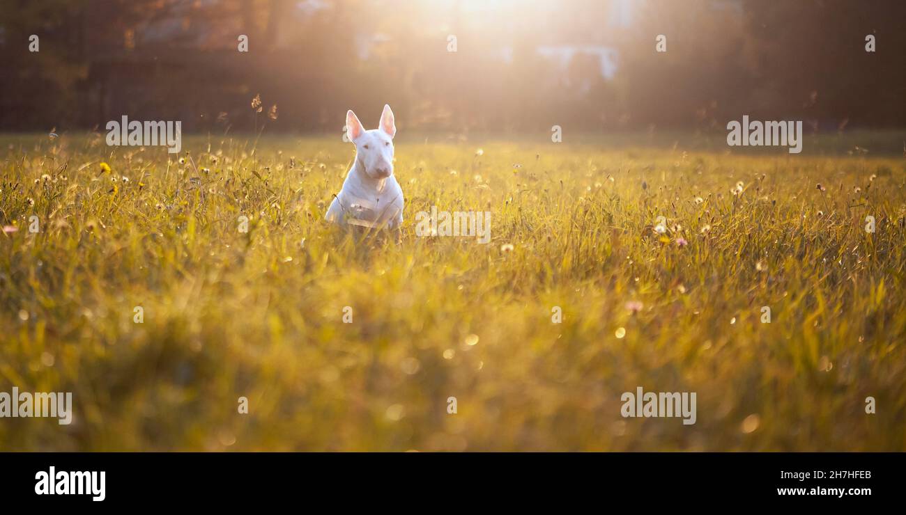 White Bull Rerrier on green grass at sunset Stock Photo