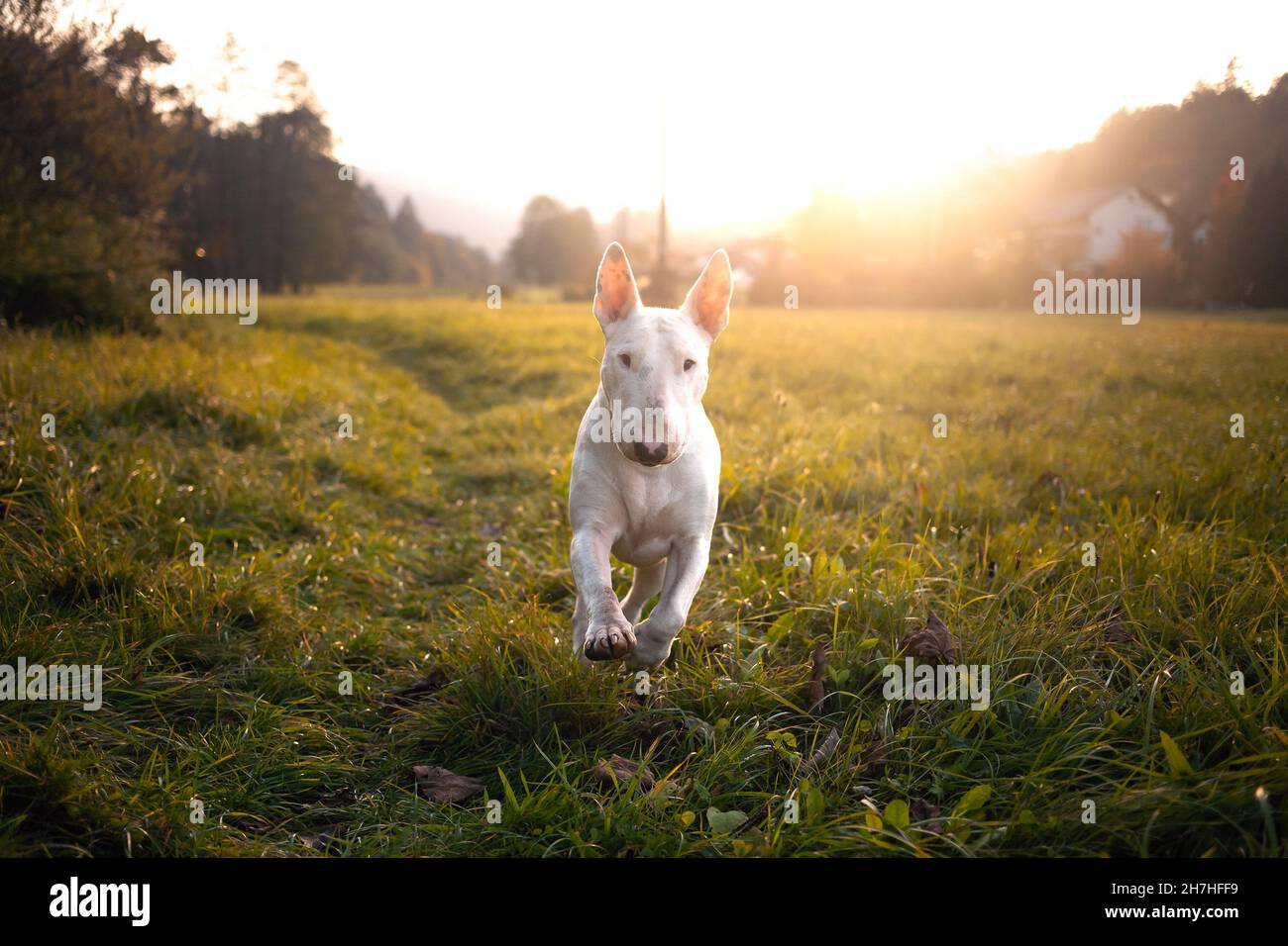 White Bull Rerrier on green grass at sunset Stock Photo