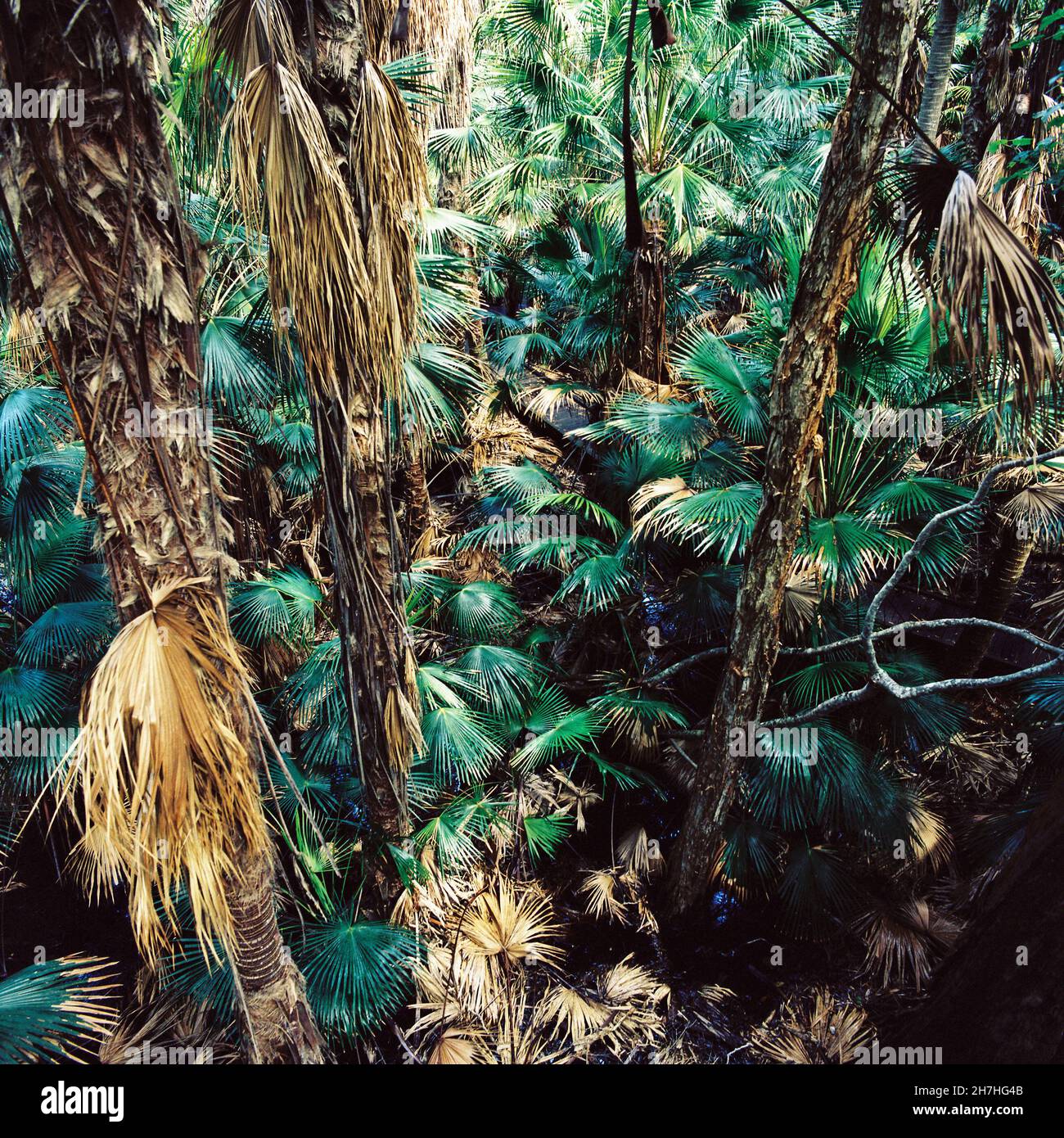 Tropical Rainforest , South Stradbrooke Island, Queensland, Australia 