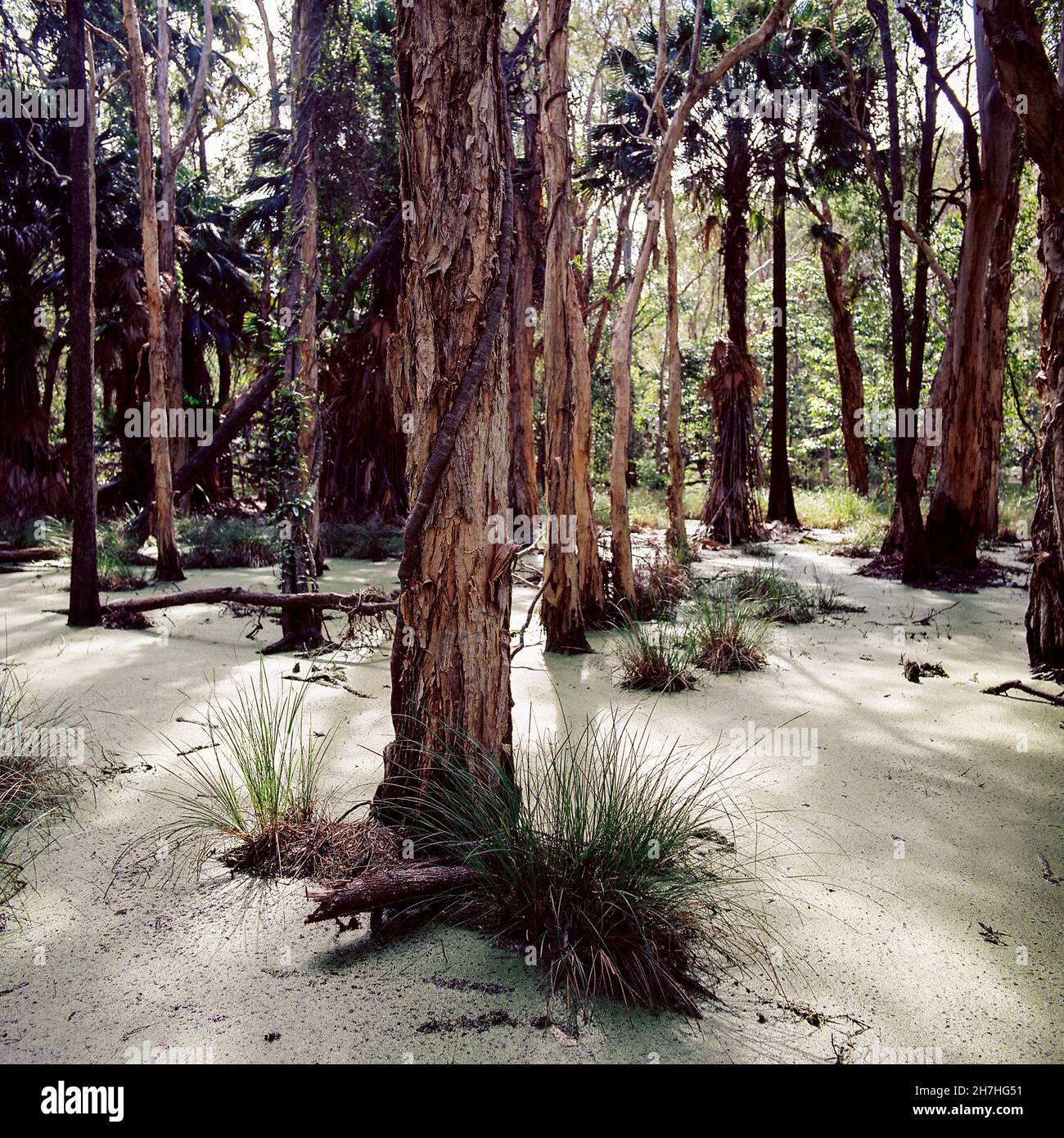 Tropical rainforest , South Stradbrooke island, Queensland, Australia Stock Photo
