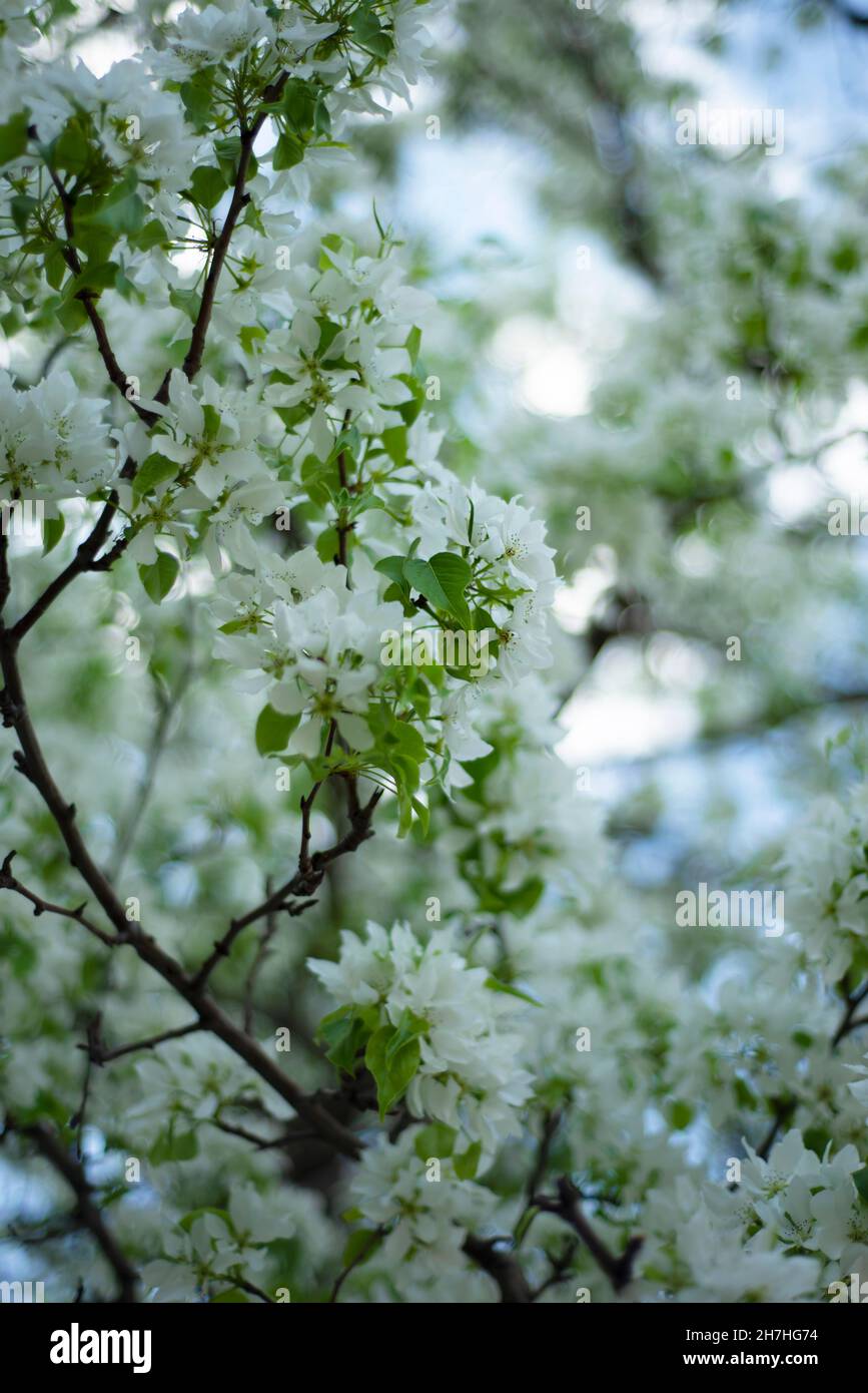 Vertical blooming spring background. Apple tree in bloom. Fruit tree in spring. Stock Photo