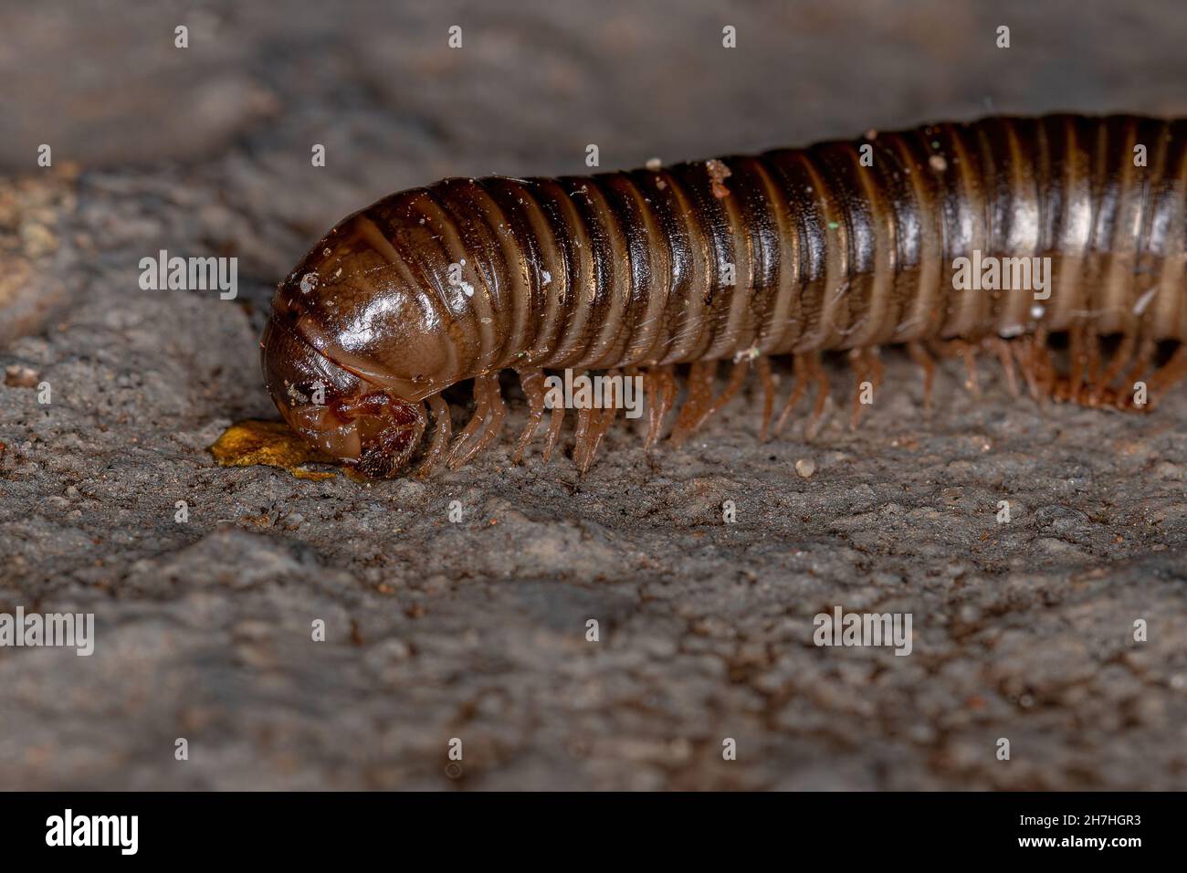 Adult Common Brown Millipede of the Order Spirostreptida Stock Photo