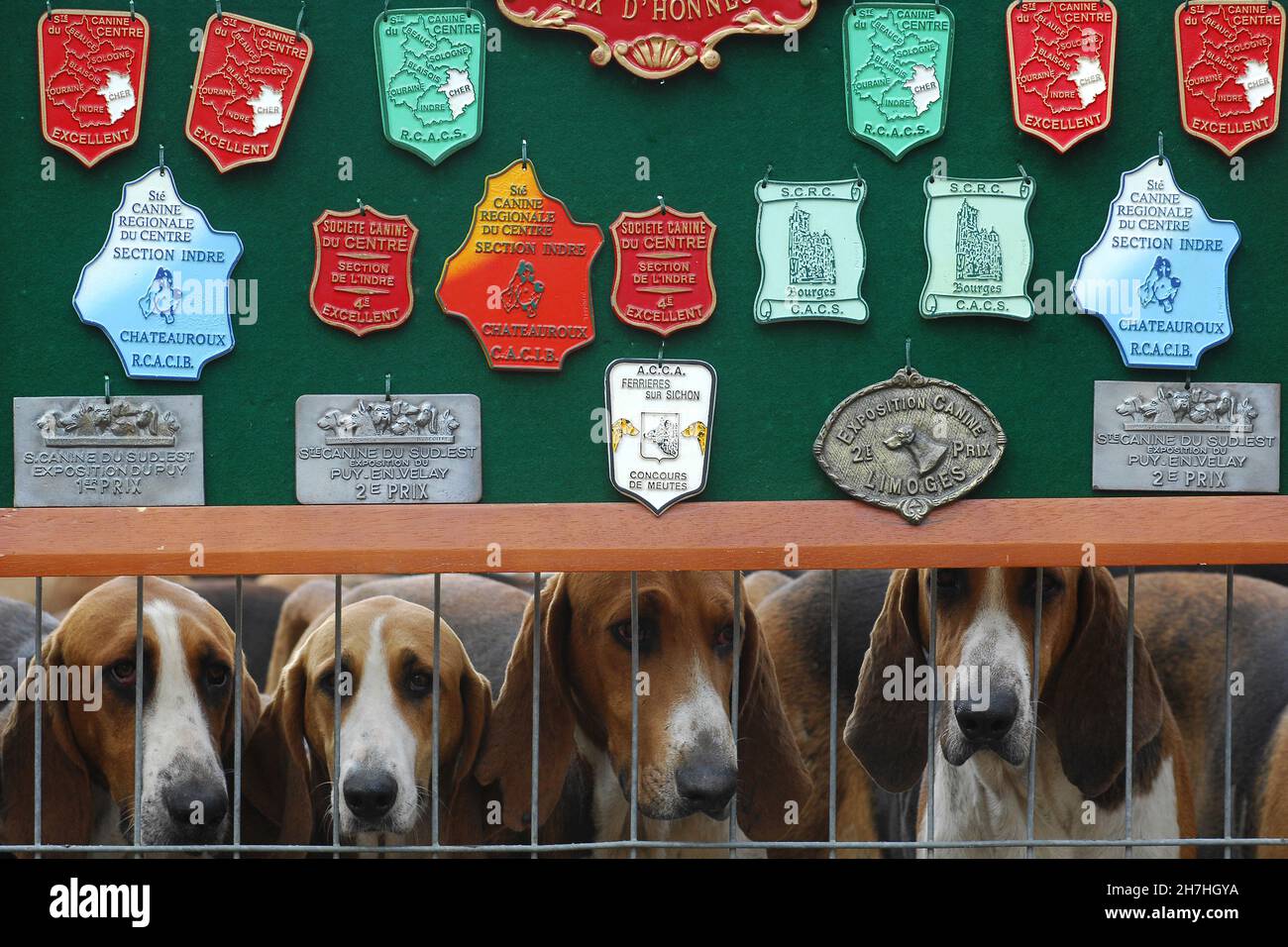 FRANCE. VENERY. HUNTING DOGS OF VENERY WITH MEDALS WON DURING THE DOG