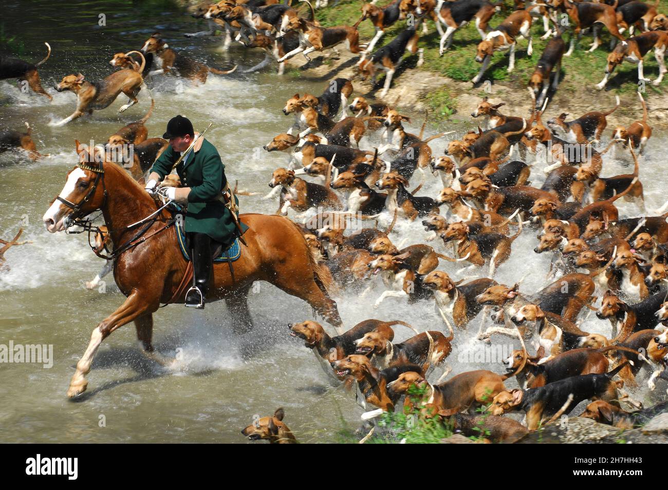 FRANCE. SEINE ET MARNE (77) VENERY IN FONTAINEBLEAU FOREST. 'CHASSE A COURRE' (FOX HUNTING), DURING  'NATURE AND VENERIE ' FESTIVAL, HELD EACH SPRING Stock Photo