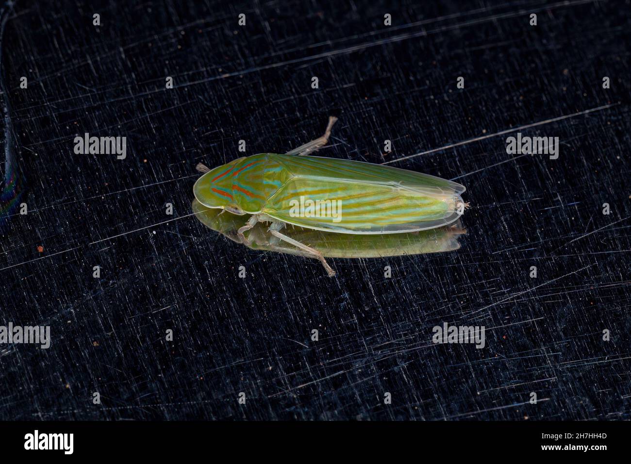Adult Typical Leafhopper of the Genus Spangbergiella Stock Photo Alamy