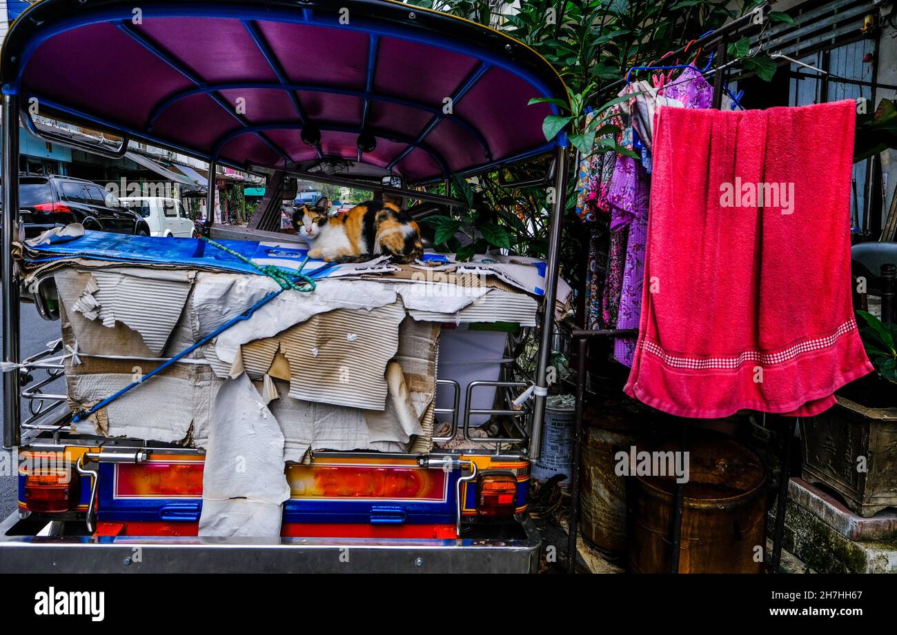 A cat sits on the back of a parked tug-tuk in Bangkok, Thailand. Stock Photo