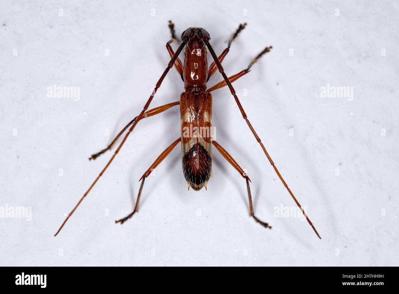 Adult Typical Longhorn Beetle of the Subfamily Cerambycinae Stock Photo