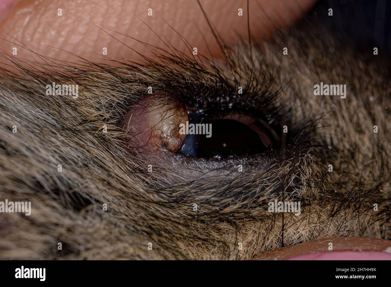 Russian dwarf hamster with eyelid abscess in macro view with selective ...