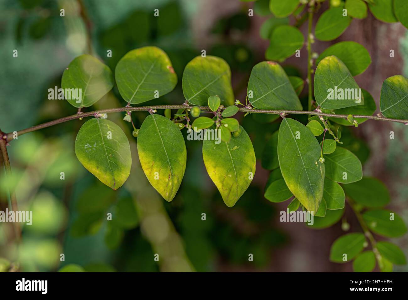 Mascarene Island Leaf-Flower Plant of the species Phyllanthus tenellus with flowers and fruits Stock Photo