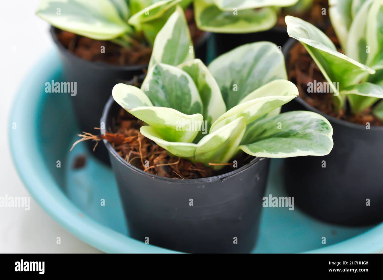 Peperomia obtusifolia , Baby Rubber Plant or  Pepper Face or PIPERACEAE plant Stock Photo