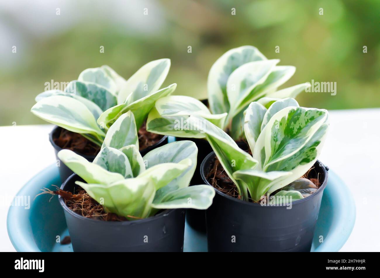 Peperomia obtusifolia , Baby Rubber Plant or  Pepper Face or PIPERACEAE plant Stock Photo