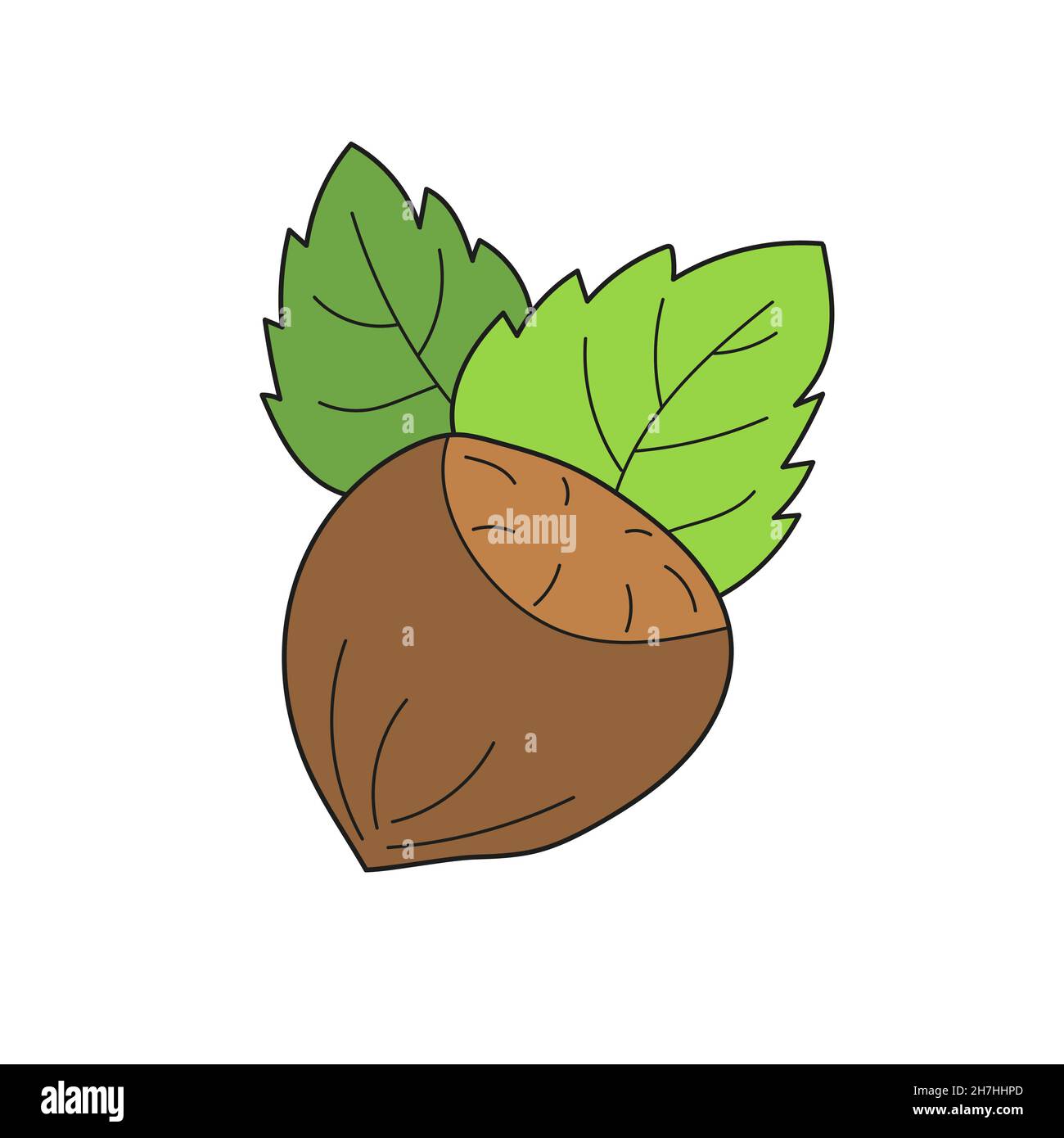 Simple cartoon icon. Cozy vector hazelnut. Colored hazelnut with leaves isolated on a white