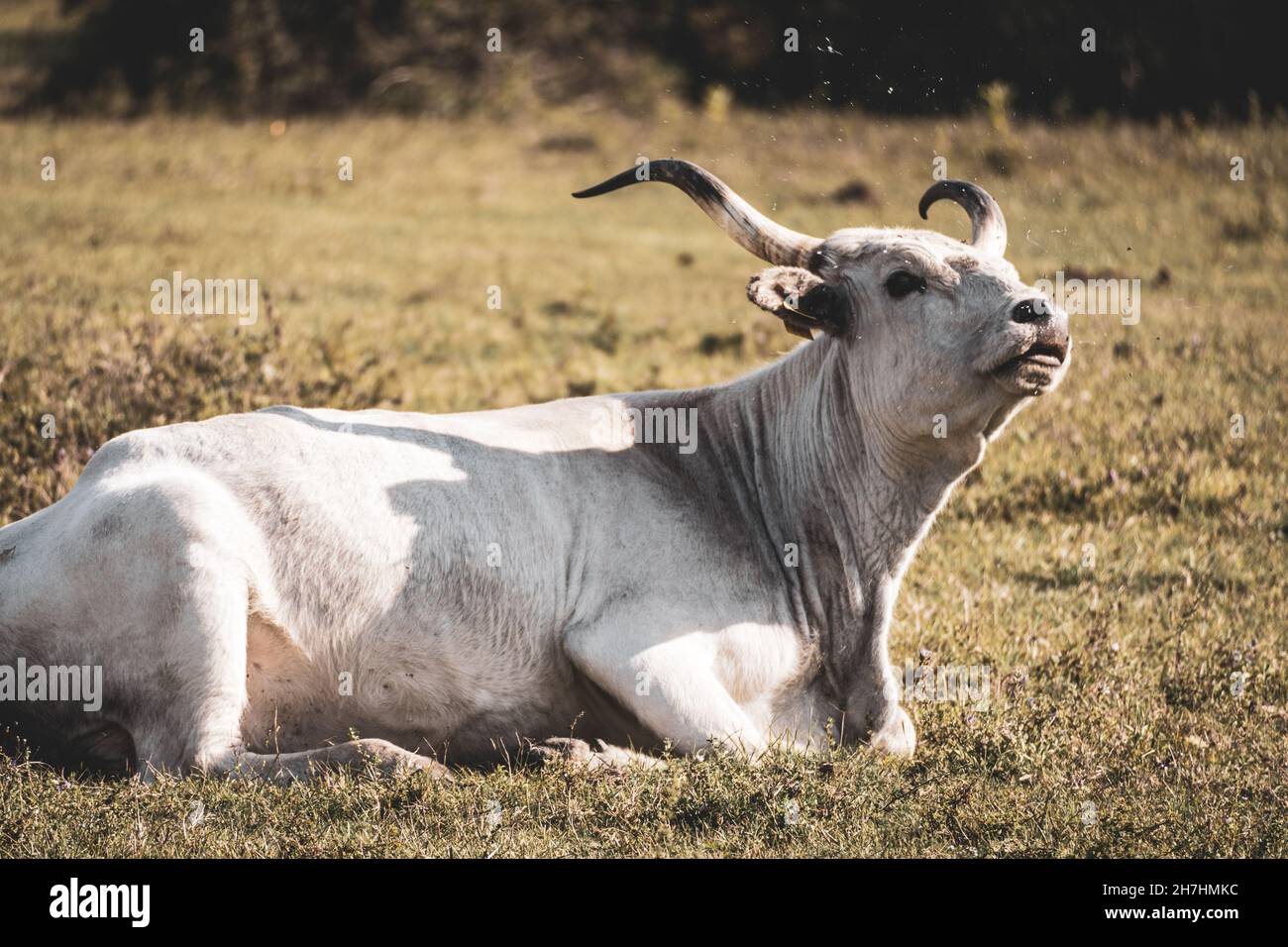 Hungarian grey cattle cow hi-res stock photography and images - Alamy