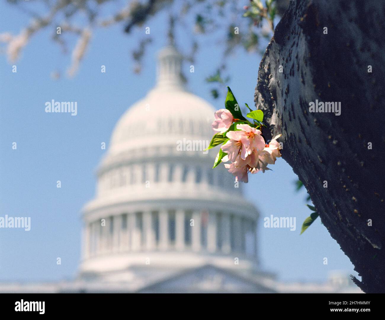 Capitol Building Washington DC cherry blossoms spring. Capitol Dome, National Mall, exterior,  American landmark on Capitol Hill. USA politics. Stock Photo