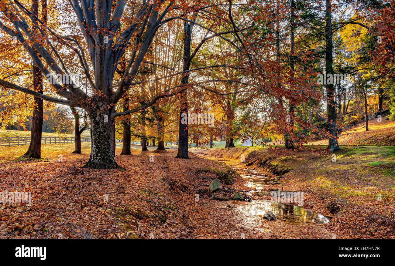 Amercian beech (Fagus grandifolia) and other trees along small stream in autumn, near Charlottesville, Virginia, in morning. Stock Photo