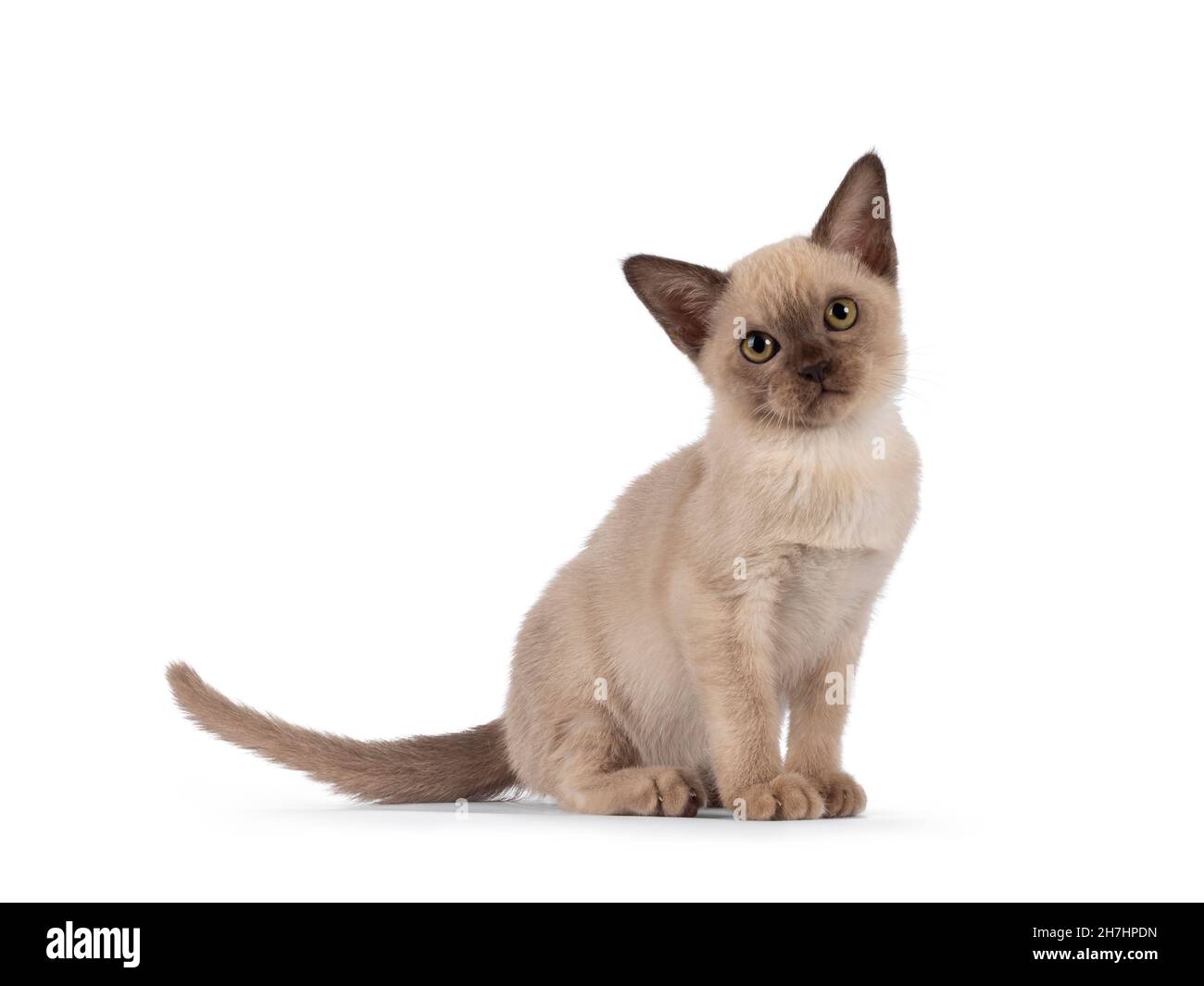 Adorable chocolate point Burmese cat kitten, sitting side ways. Looking