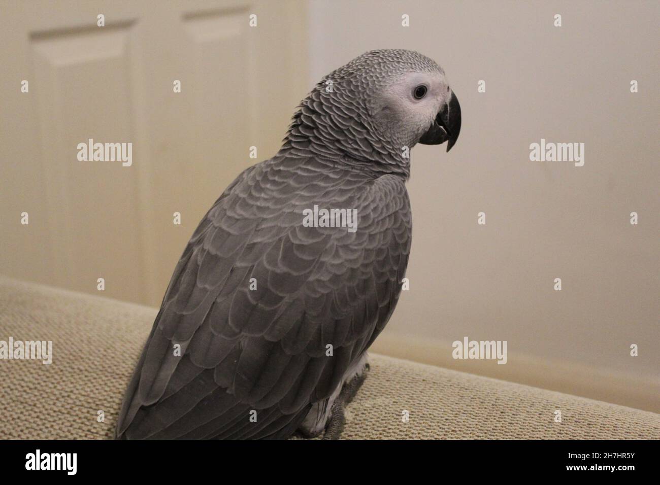 Baby Congo African Grey Parrot Pet Stock Photo Alamy