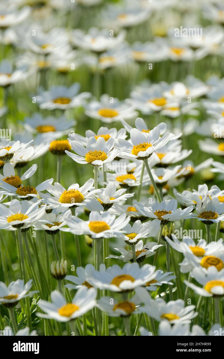 Anthemis punctata subspecies cupaniana, also called Sicilian chamomile Stock Photo