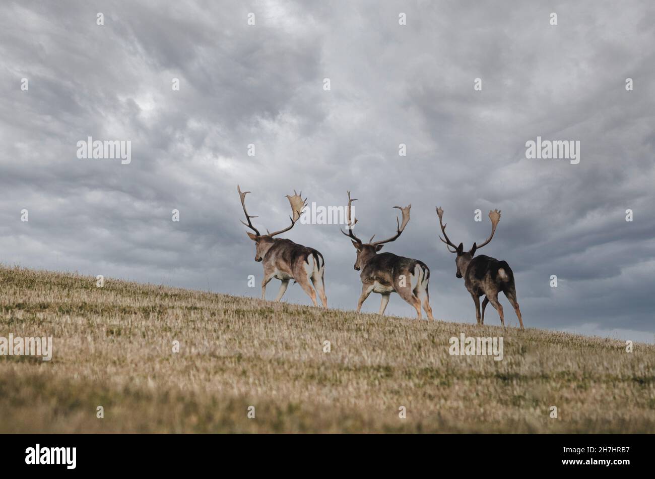 Three fallow deer run past the ridge of the hill to better pastures ...