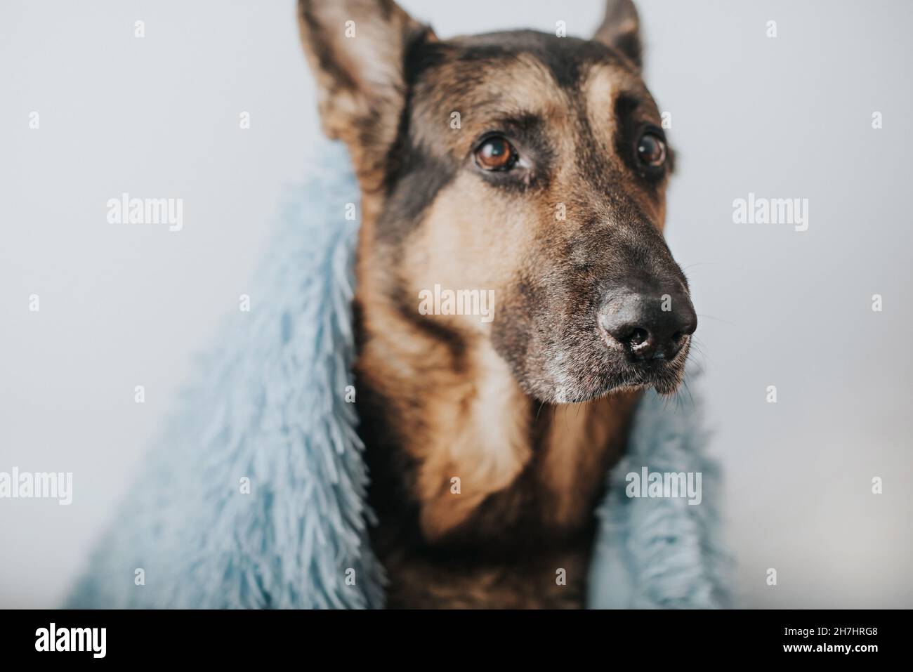 A German shepherd dog covered with a blanket Stock Photo