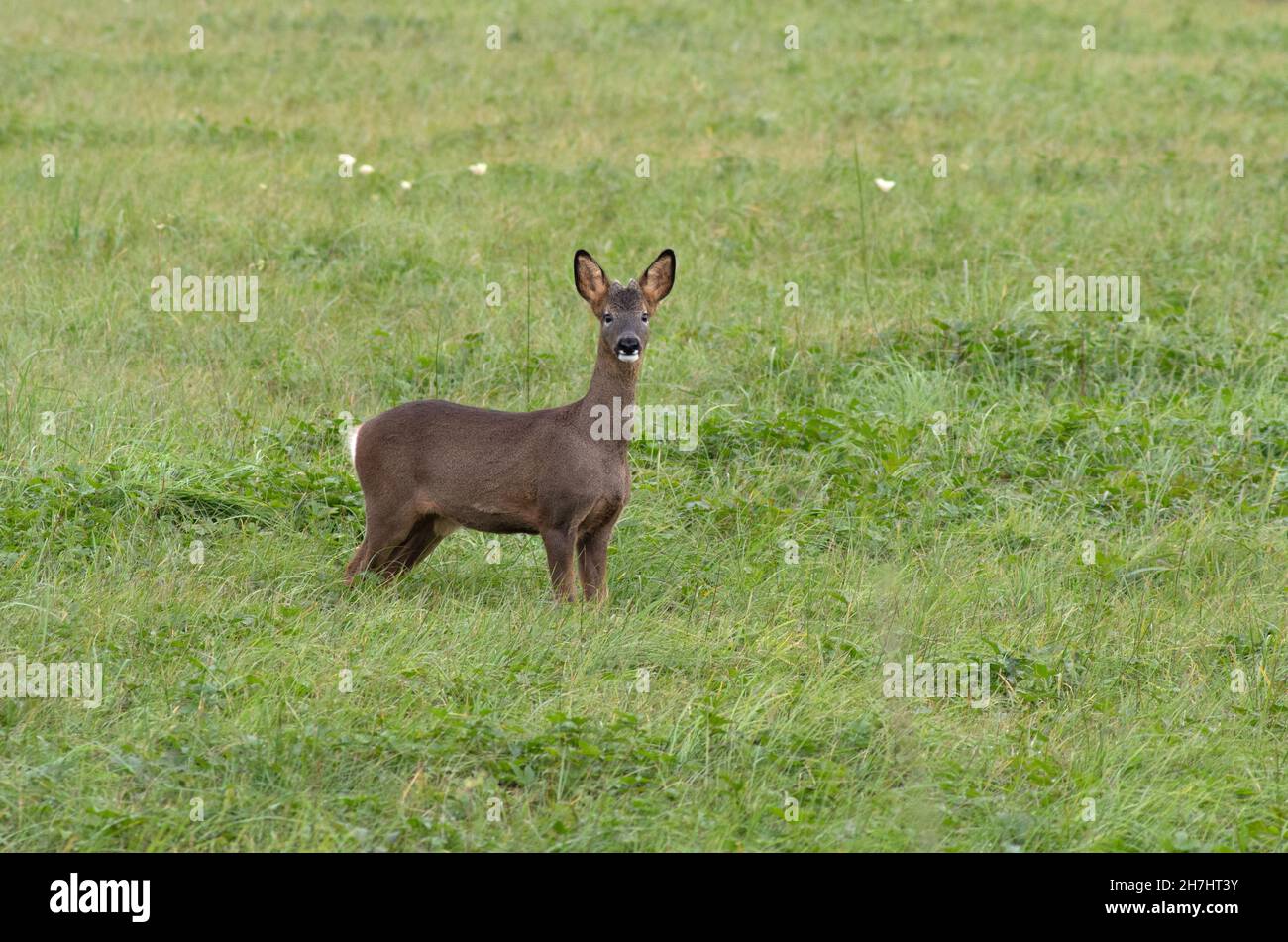 Roebuck on a water meadow in the Lower Derwent valley East Yorkshire Stock Photo