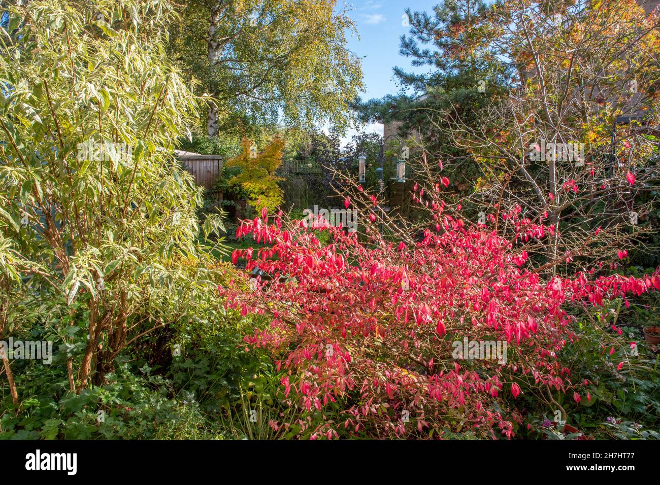 Autumn colour in our garden in Pocklington Stock Photo