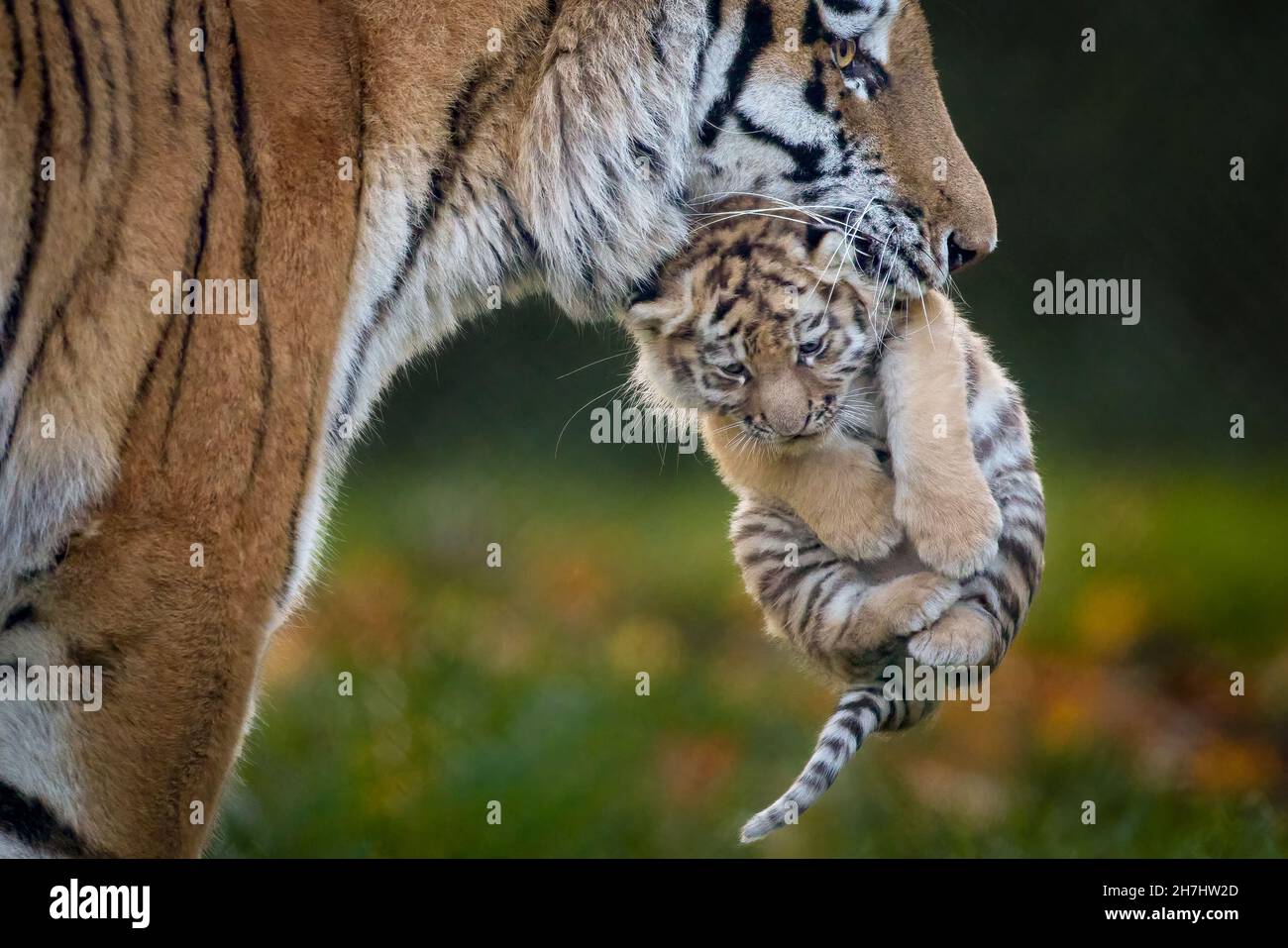 Amur tiger mum carrying young cub Stock Photo Alamy