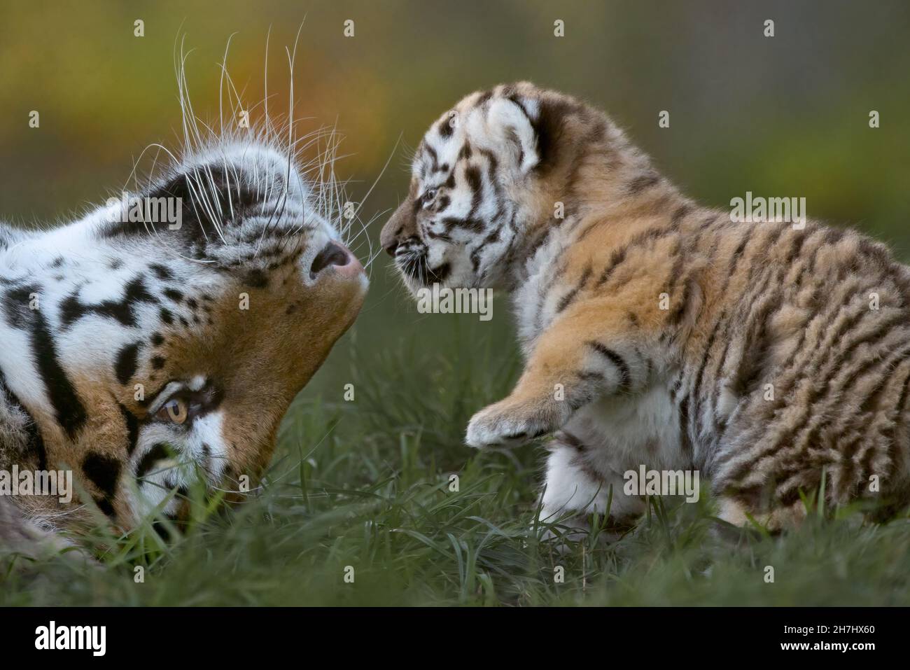 Amur Tiger mum playing with young cub Stock Photo