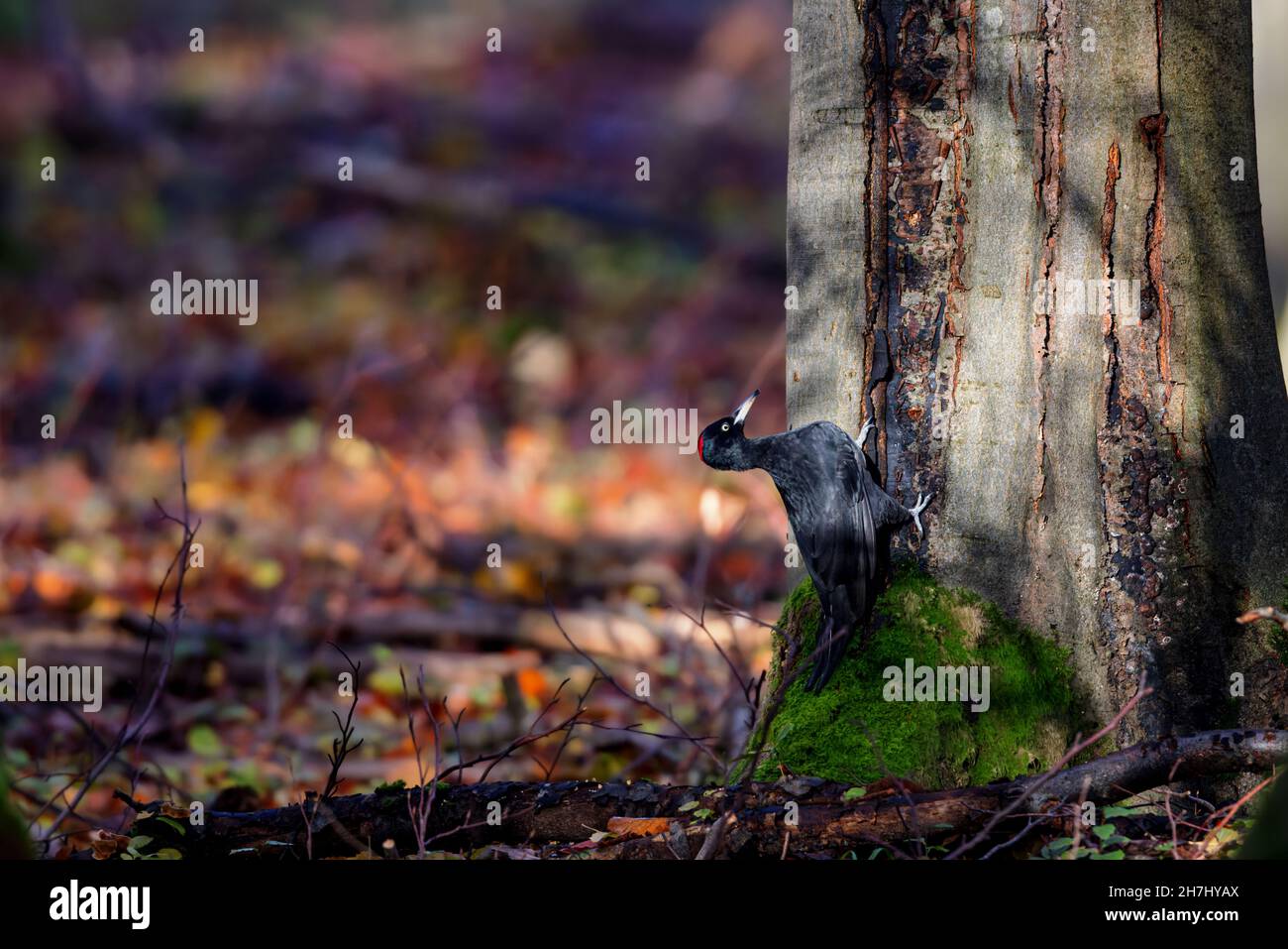 Black woodpecker (Dryocopus martius) in the forest in the nature protection area Moenchbruch near Frankfurt, Germany. Stock Photo