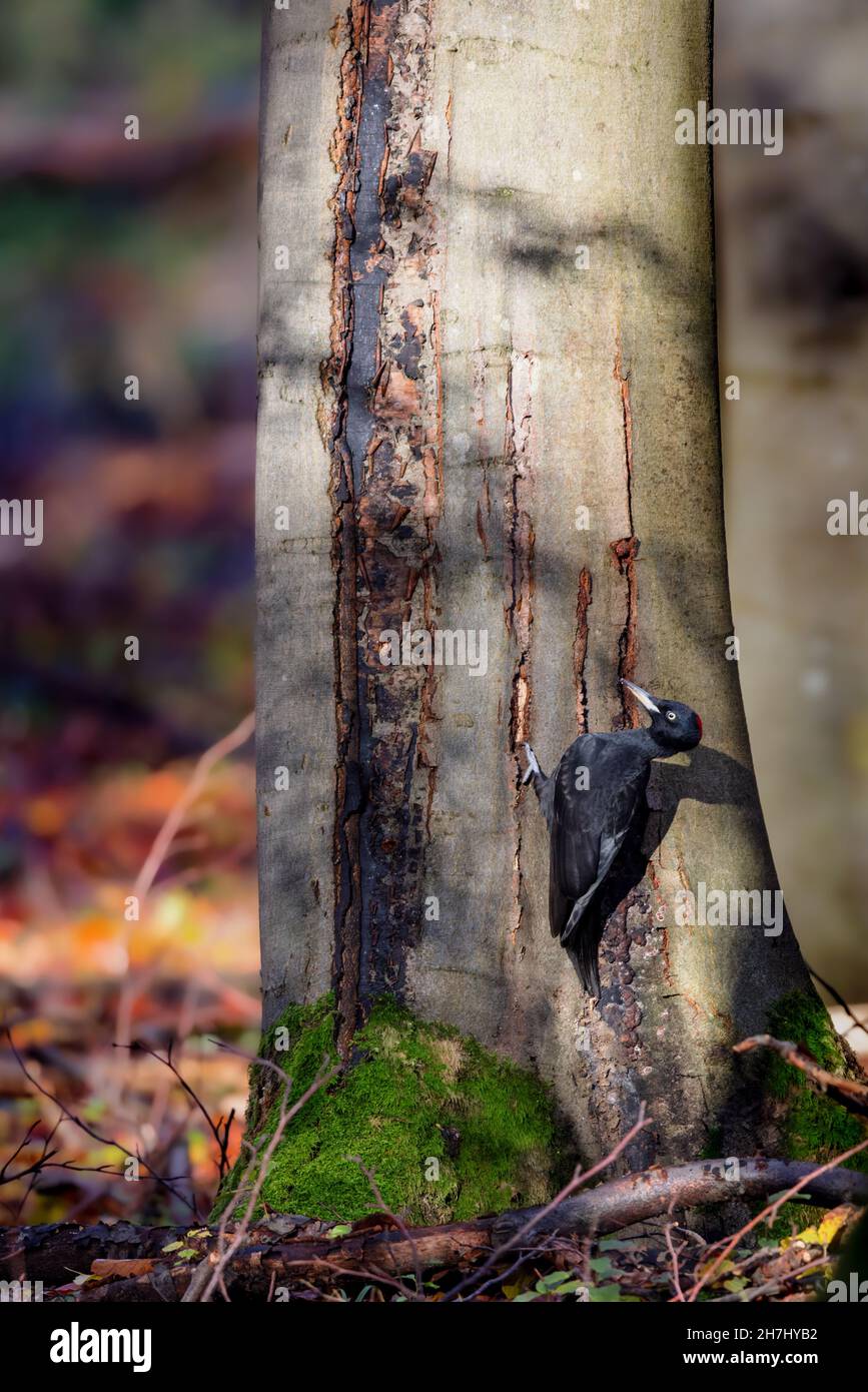 Black woodpecker (Dryocopus martius) in the forest in the nature protection area Moenchbruch near Frankfurt, Germany. Stock Photo